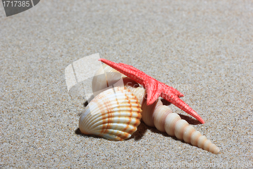 Image of seashell and starfish in white sand beach