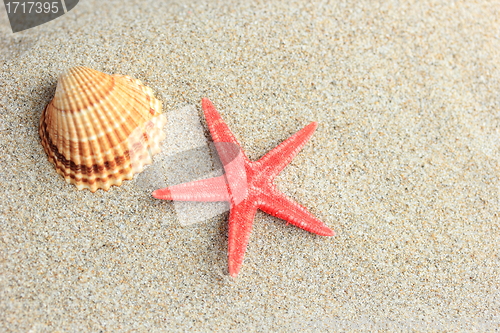 Image of seashell and starfish in white sand beach