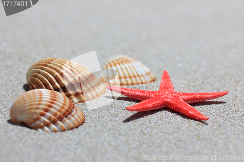 Image of seashell and starfish in white sand beach