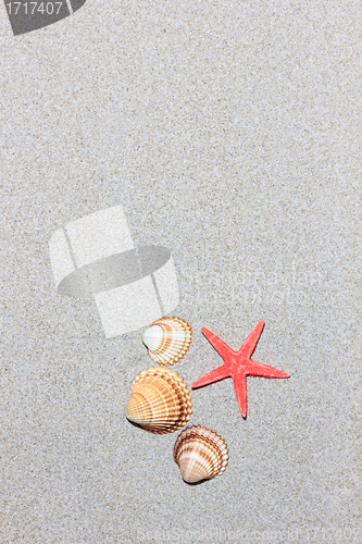 Image of seashell and starfish in white sand beach
