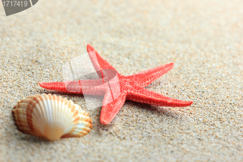 Image of seashell and starfish in white sand beach