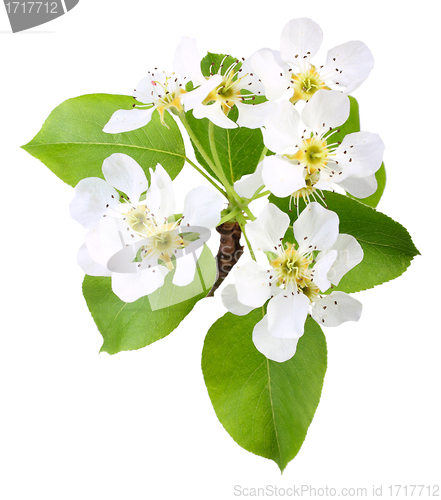 Image of Branch of apple tree with leaf and flowers