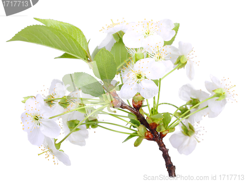 Image of Branch of apple-tree with white flowers