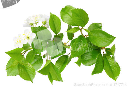 Image of Branch of plum tree with leaf and white flowers