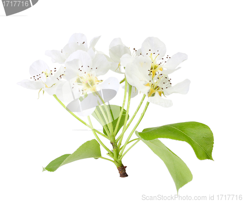 Image of Branch of apple tree with leaf and white flowers