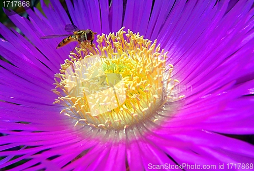 Image of Bee in a violet flower