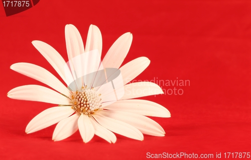 Image of White flower in red background