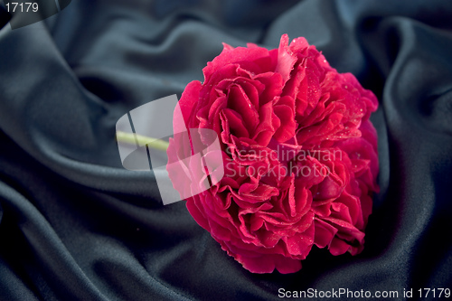 Image of red rose