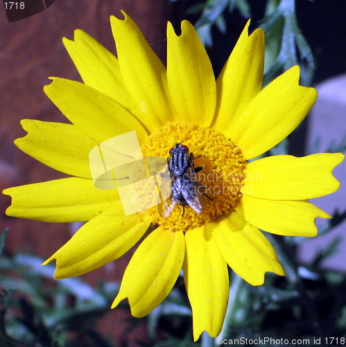 Image of Fly on daisy