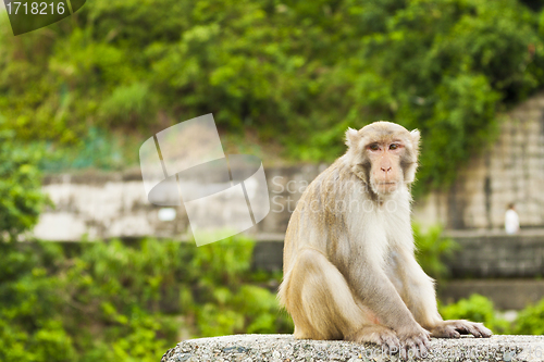 Image of Monkey ape sitting and looking