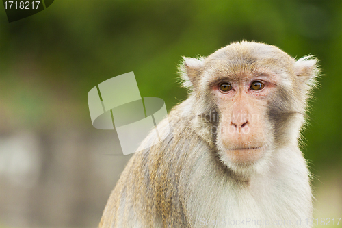 Image of Monkey ape looking 