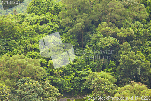 Image of Forest trees background