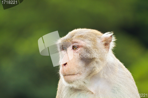 Image of Monkey ape looking
