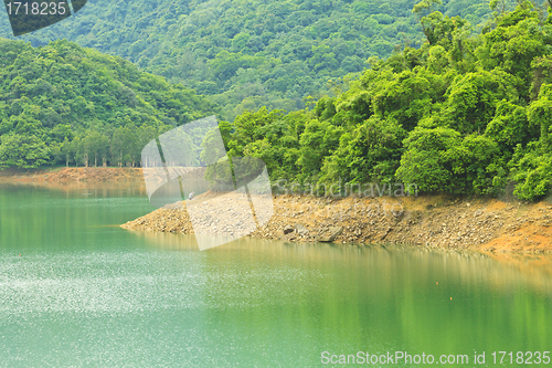 Image of Forest along the lake