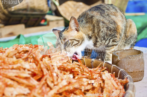 Image of Cat eating fishes in fishing village