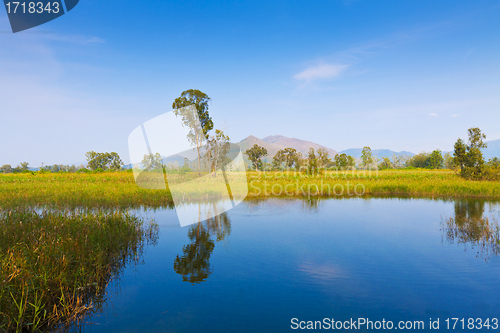 Image of Wetland pond in Hong Kong