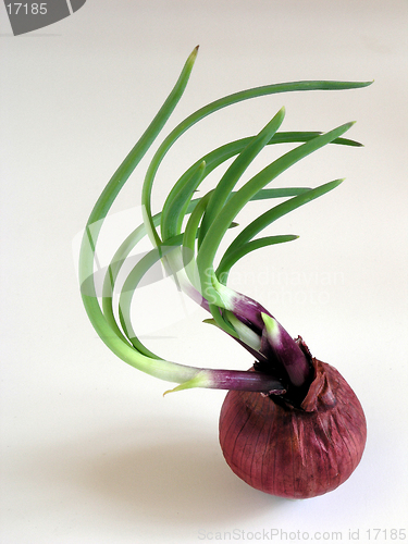 Image of Sprouting Onion