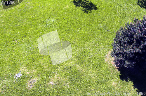 Image of green grass