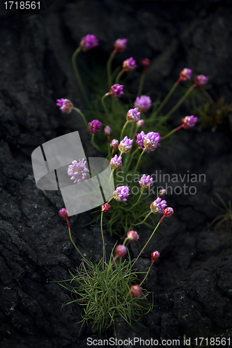 Image of Thrift flower