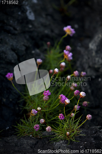 Image of Thrift flower