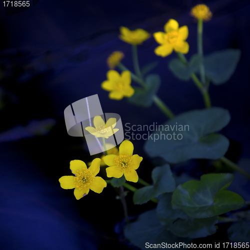 Image of Lesser Celandine