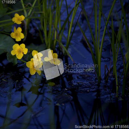 Image of Lesser Celandine