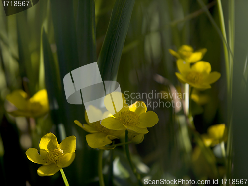 Image of Lesser Celandine