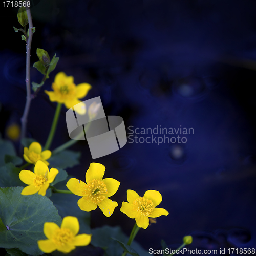 Image of Lesser Celandine