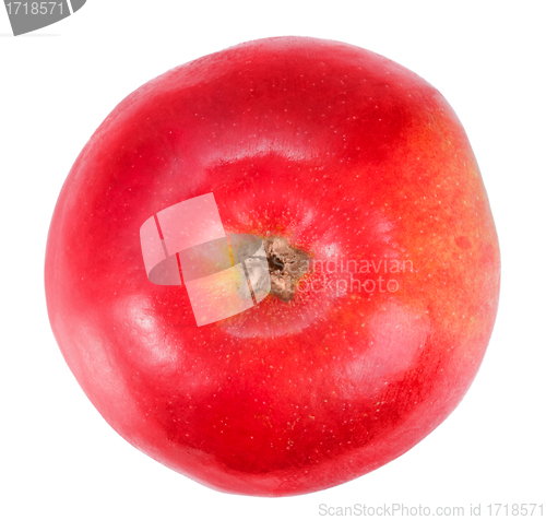 Image of One fresh red apple