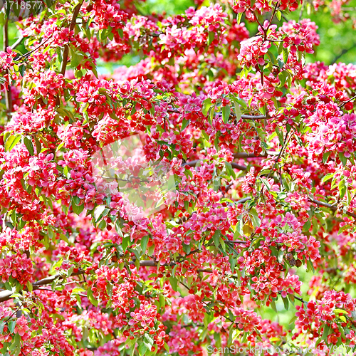 Image of Beautiful spring tree