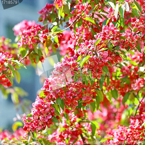 Image of Beautiful spring tree