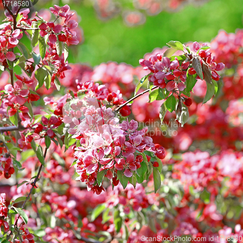 Image of Beautiful spring tree