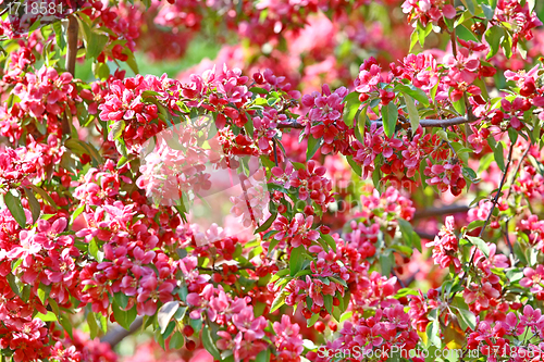 Image of Beautiful spring tree