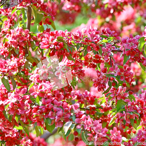 Image of Beautiful spring tree
