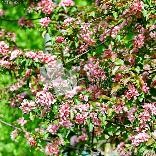 Image of Beautiful spring tree