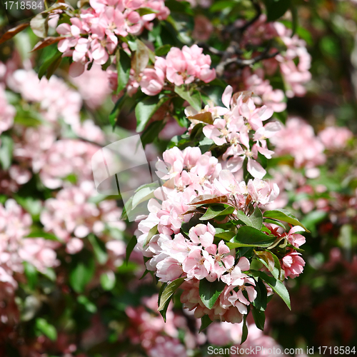 Image of Beautiful spring tree 