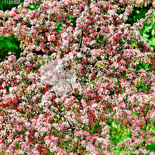 Image of Beautiful spring tree 