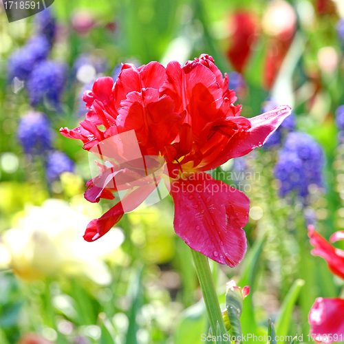 Image of Red beautiful tulip 