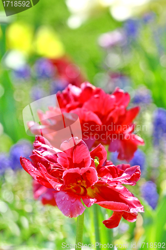 Image of Red beautiful tulips field 