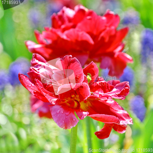 Image of Red beautiful tulips field 