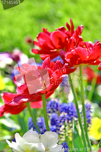 Image of Red beautiful tulips field in spring time