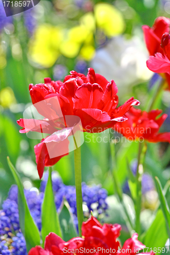 Image of Red beautiful tulips 