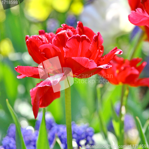 Image of Red beautiful tulips 