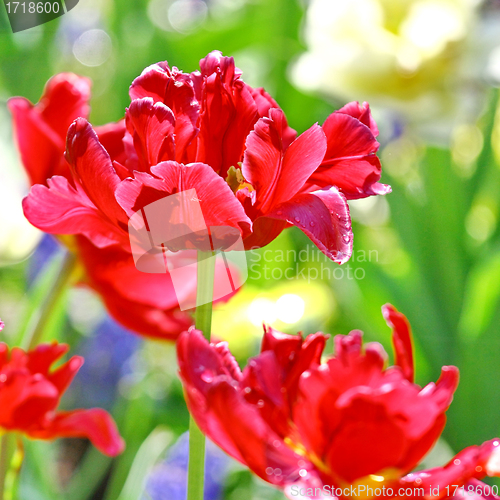 Image of Red beautiful tulips 