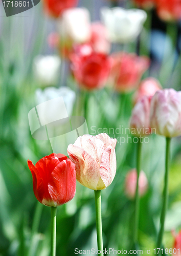 Image of Red beautiful tulips 