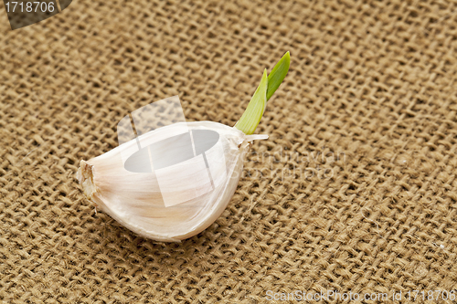 Image of germinating garlic clove