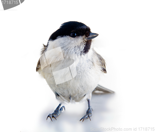 Image of willow tit 3