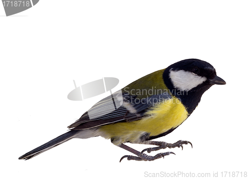 Image of Titmouse 22