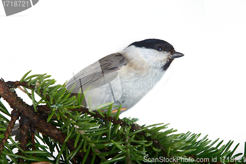 Image of willow tit on a fir-tree