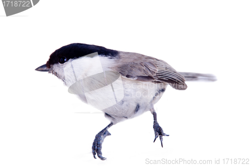 Image of willow tit 2